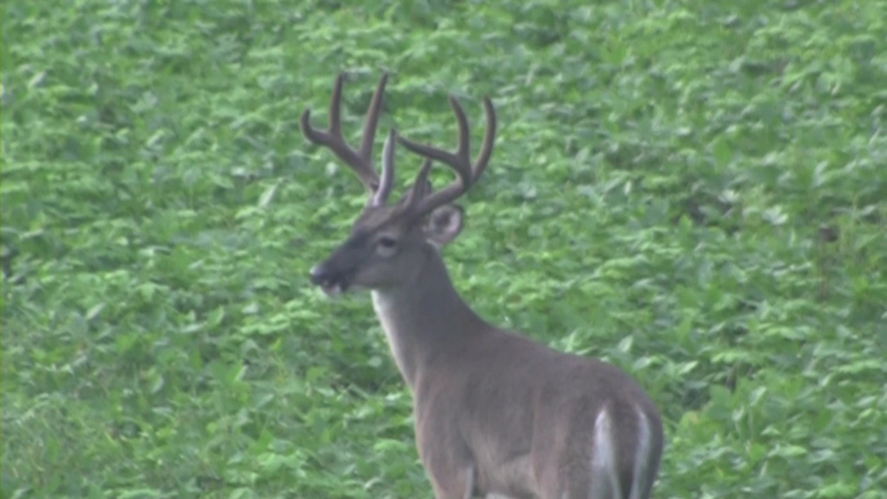 Click to Watch Video