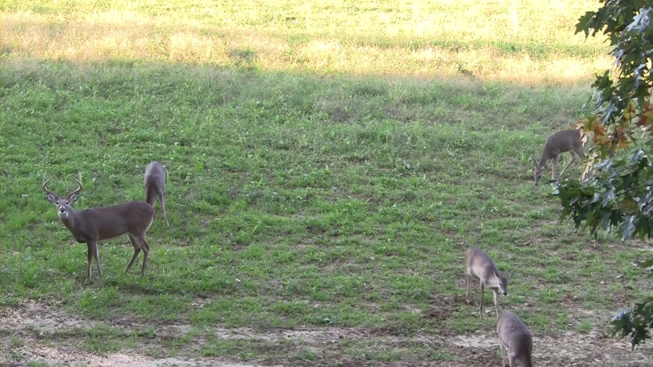 Click to Watch Video