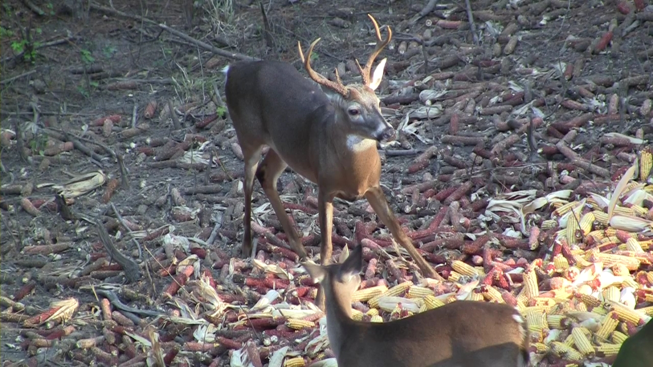 Click to Watch Video