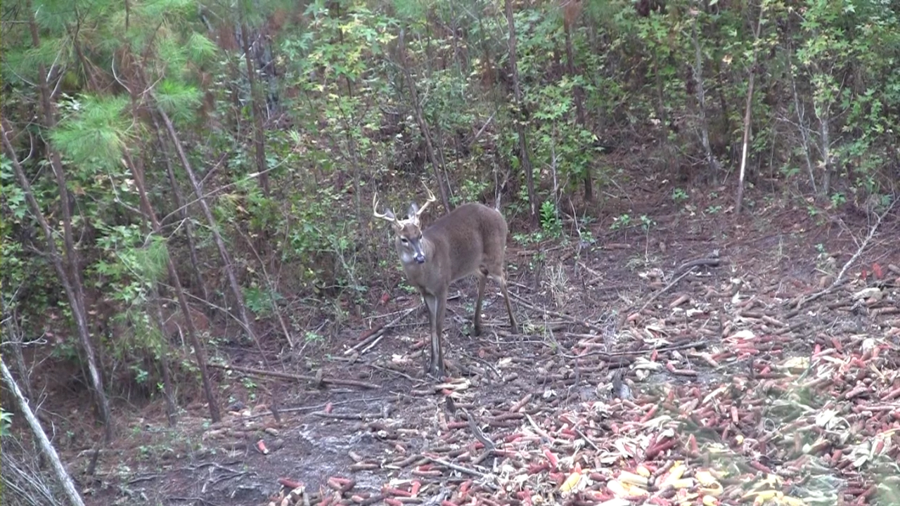 Click to Watch Video