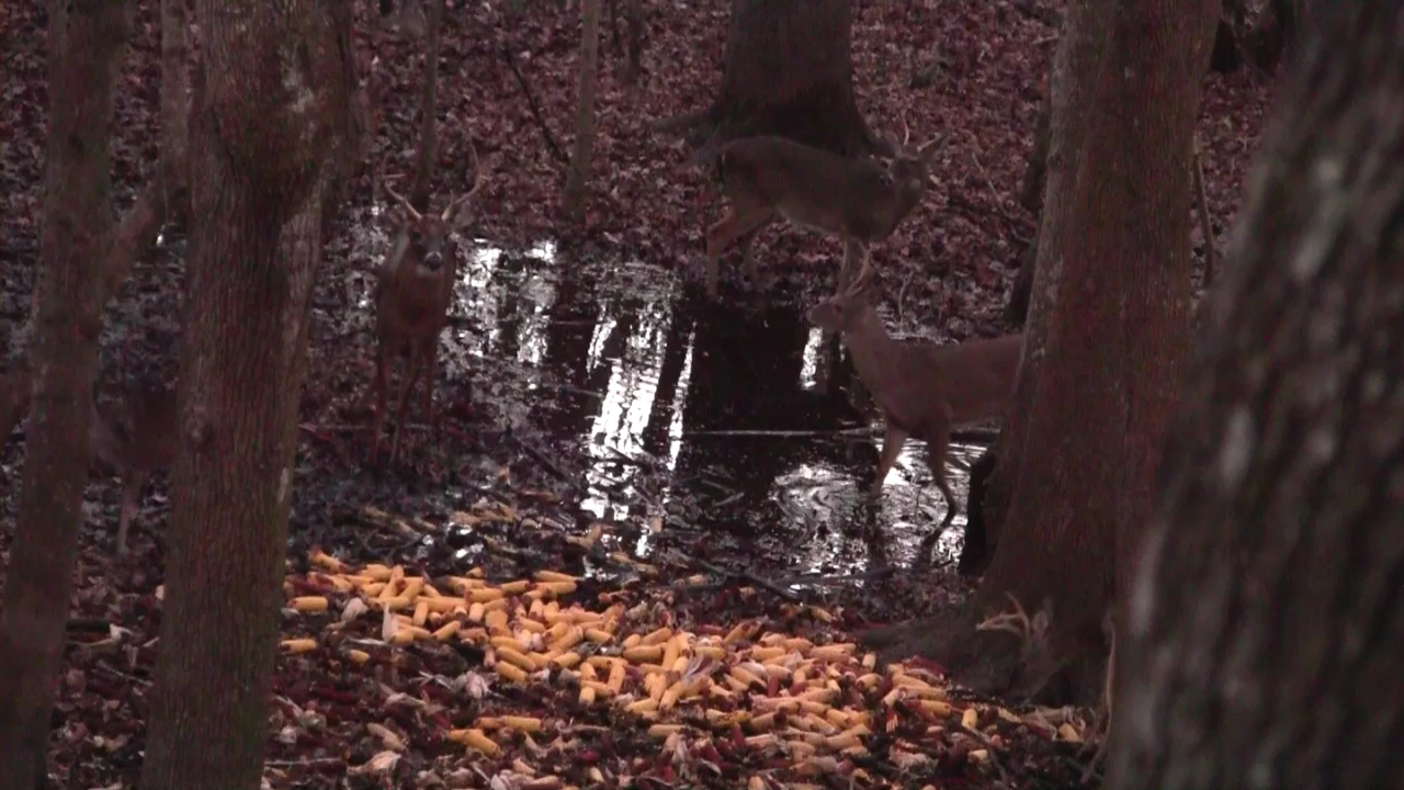 Click to Watch Video