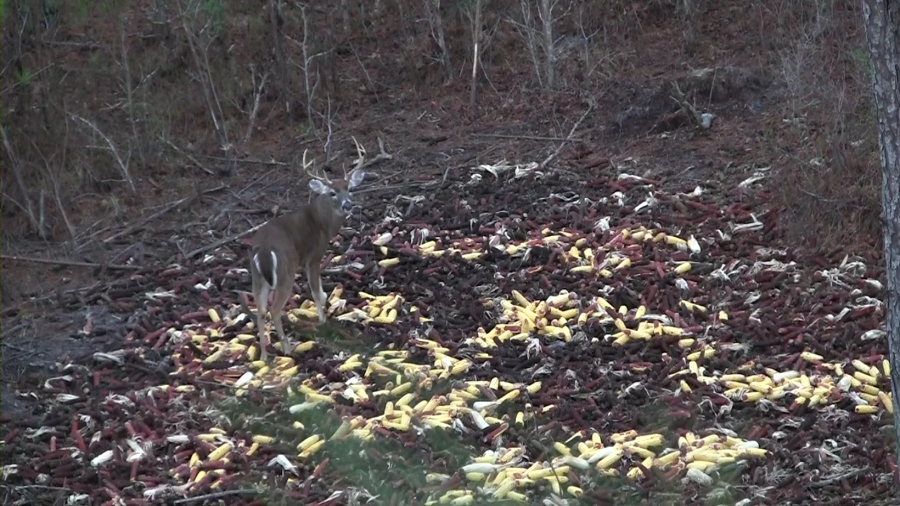 Click to Watch Video