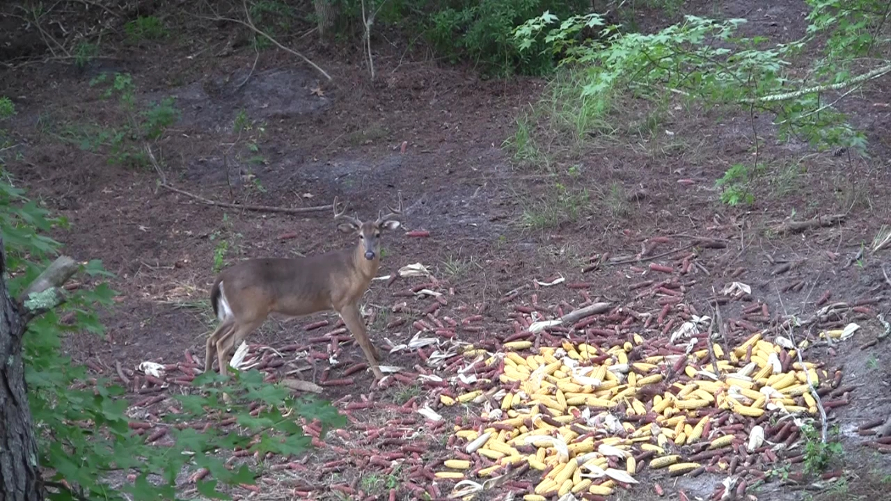 Click to Watch Video