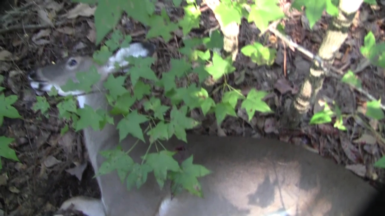 Click to Watch Video