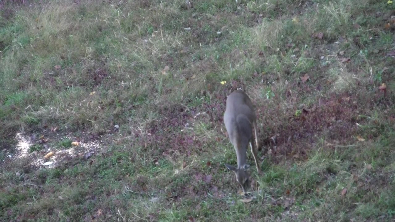 Click to Watch Video