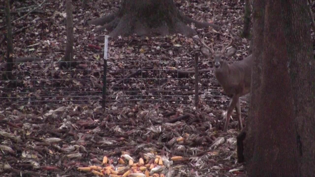 Click to Watch Video