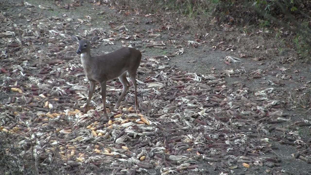 Click to Watch Video