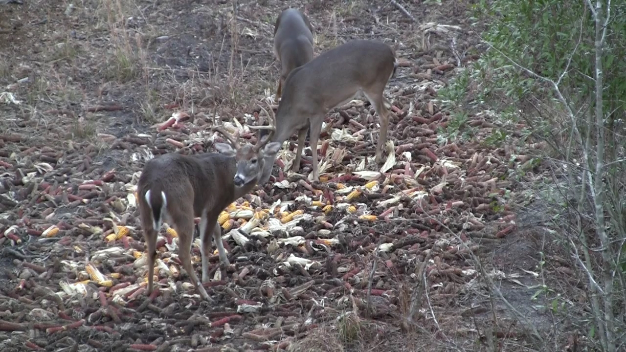 Click to Watch Video