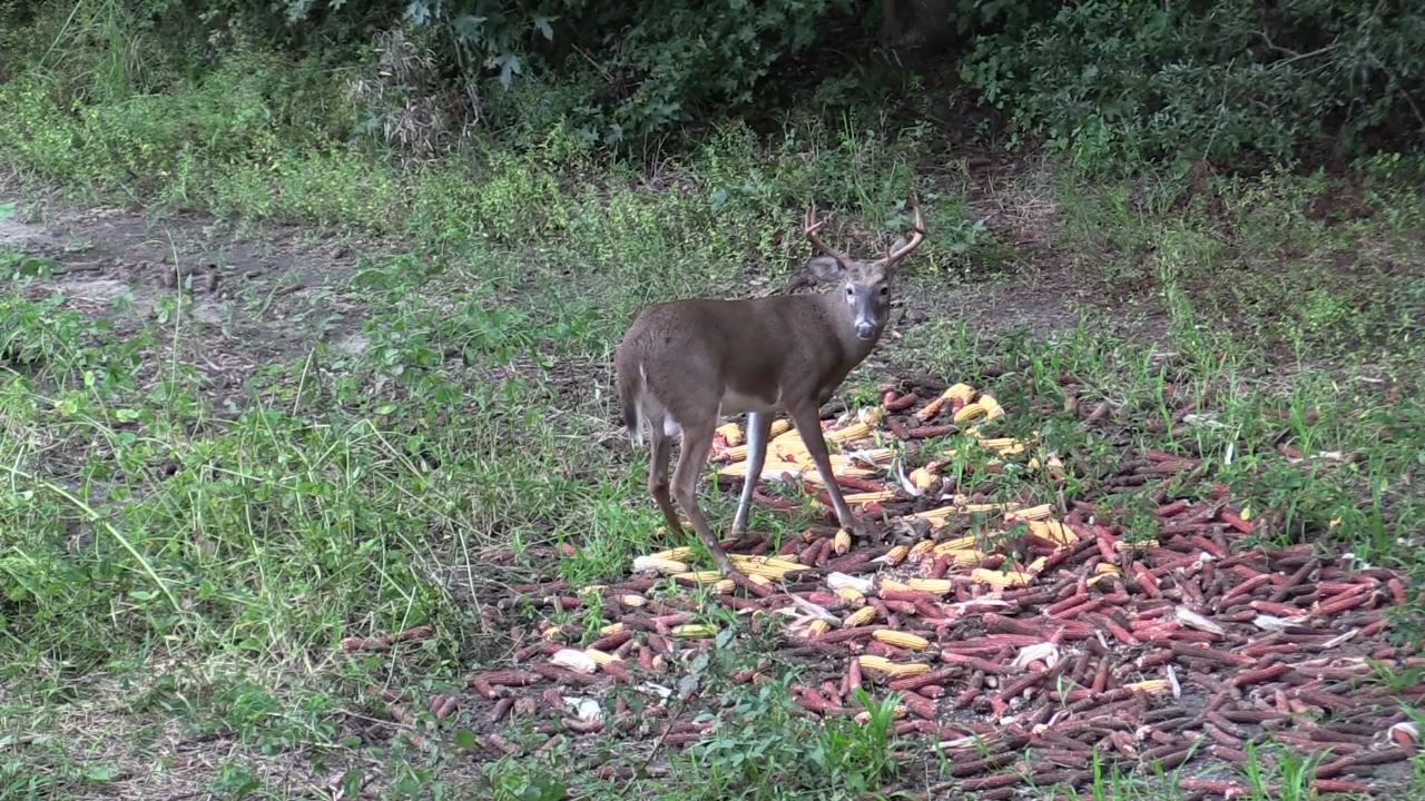 Click to Watch Video