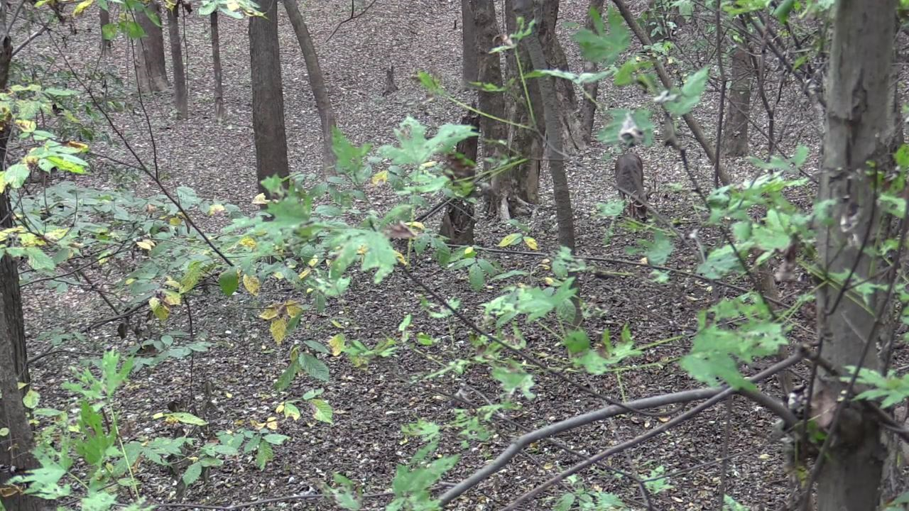 Click to Watch Video