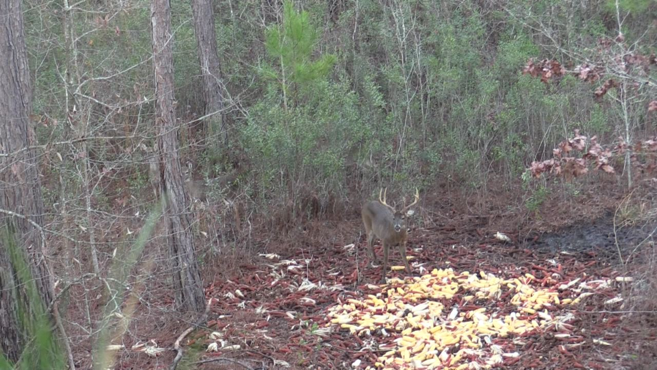 Click to Watch Video