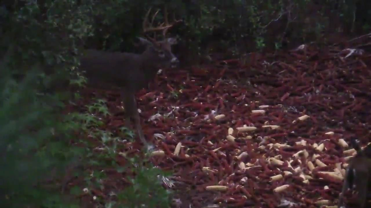 Click to Watch Video