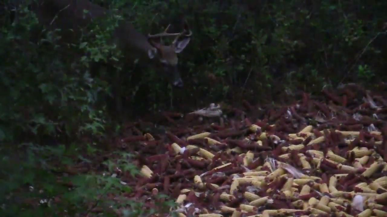 Click to Watch Video