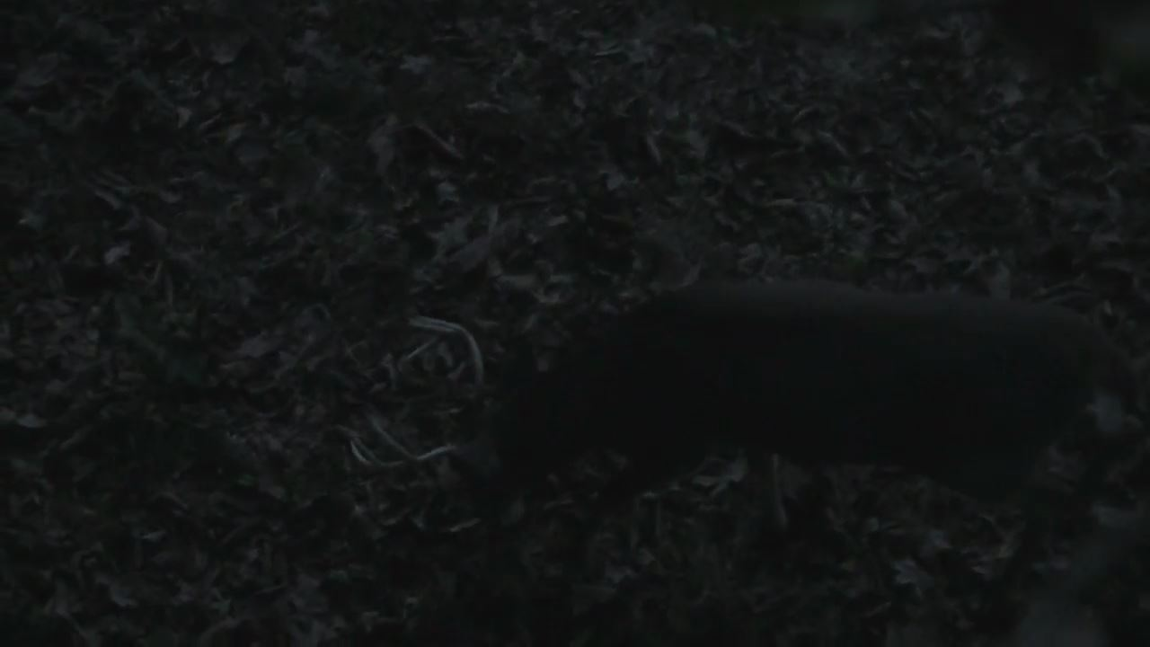 Click to Watch Video