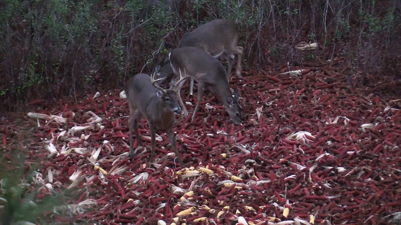 Click to Watch Video