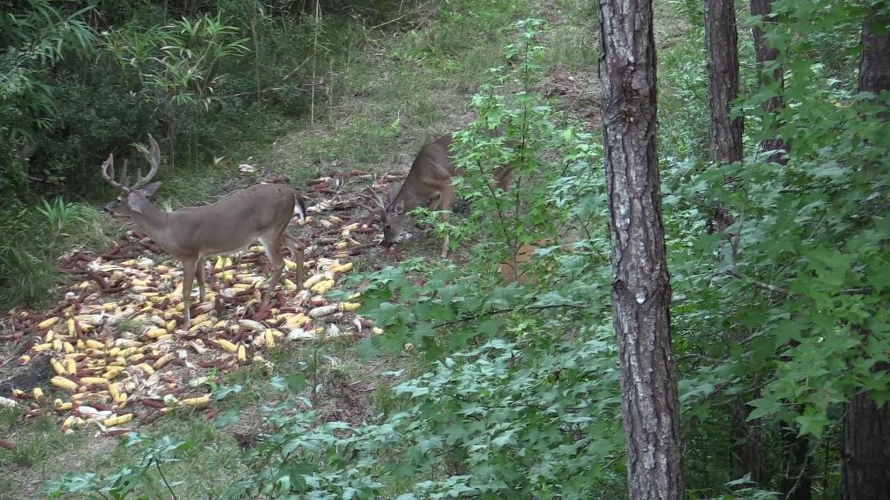 Click to Watch Video