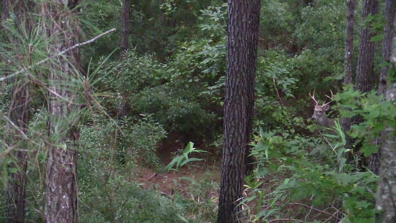 Click to Watch Video