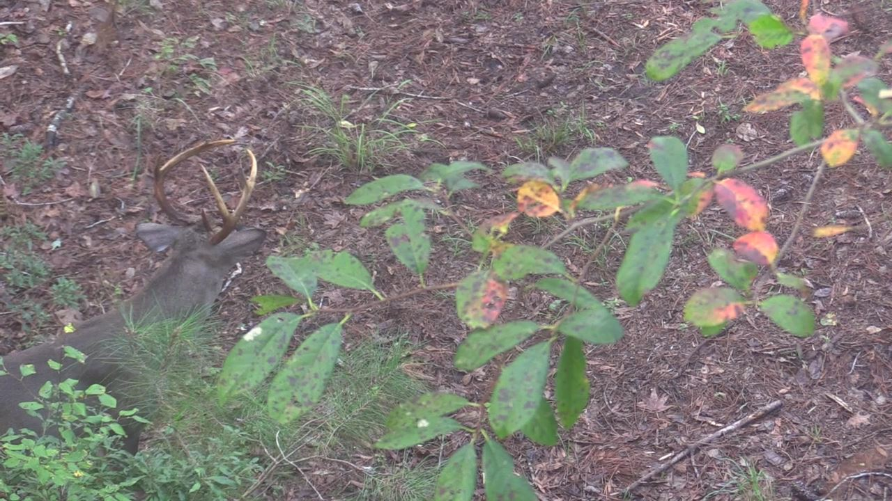 Click to Watch Video