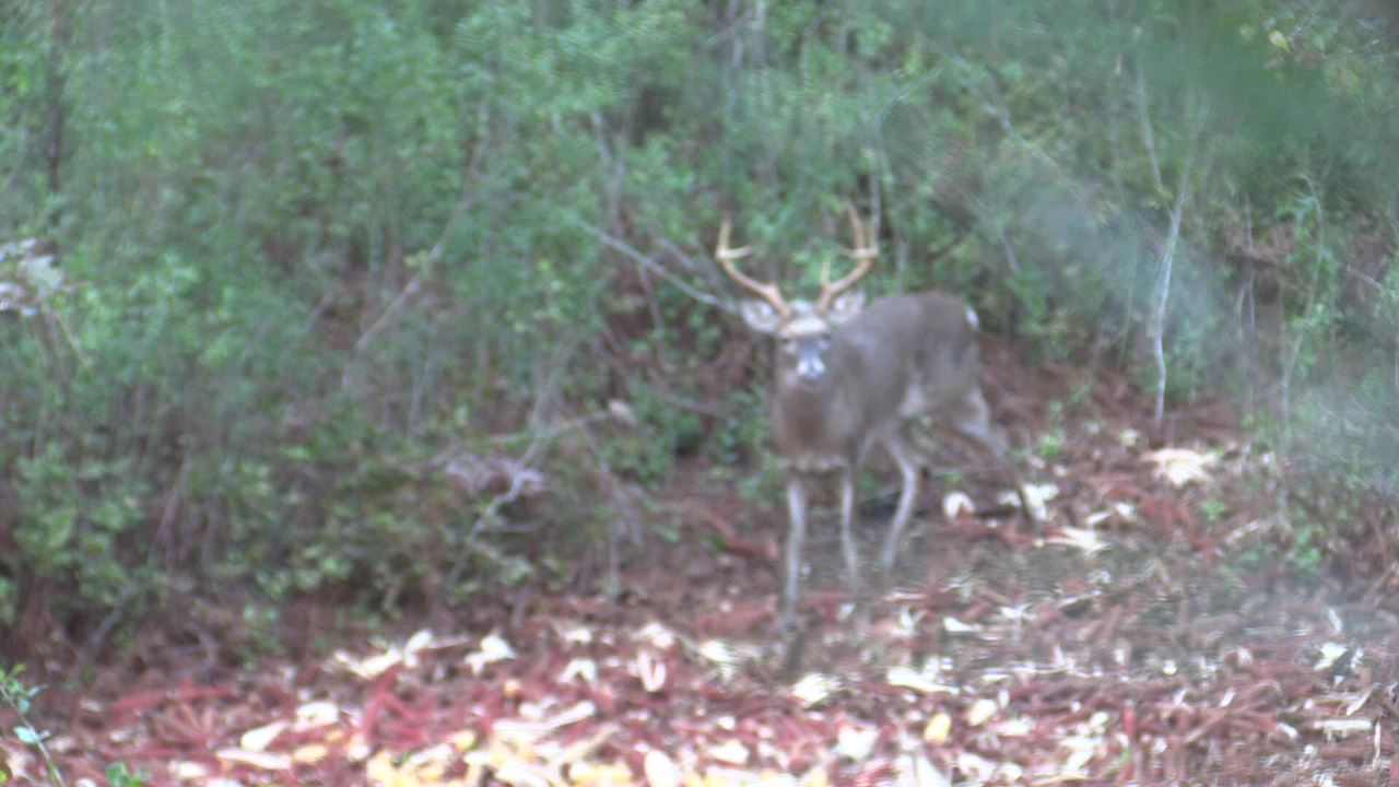 Click to Watch Video