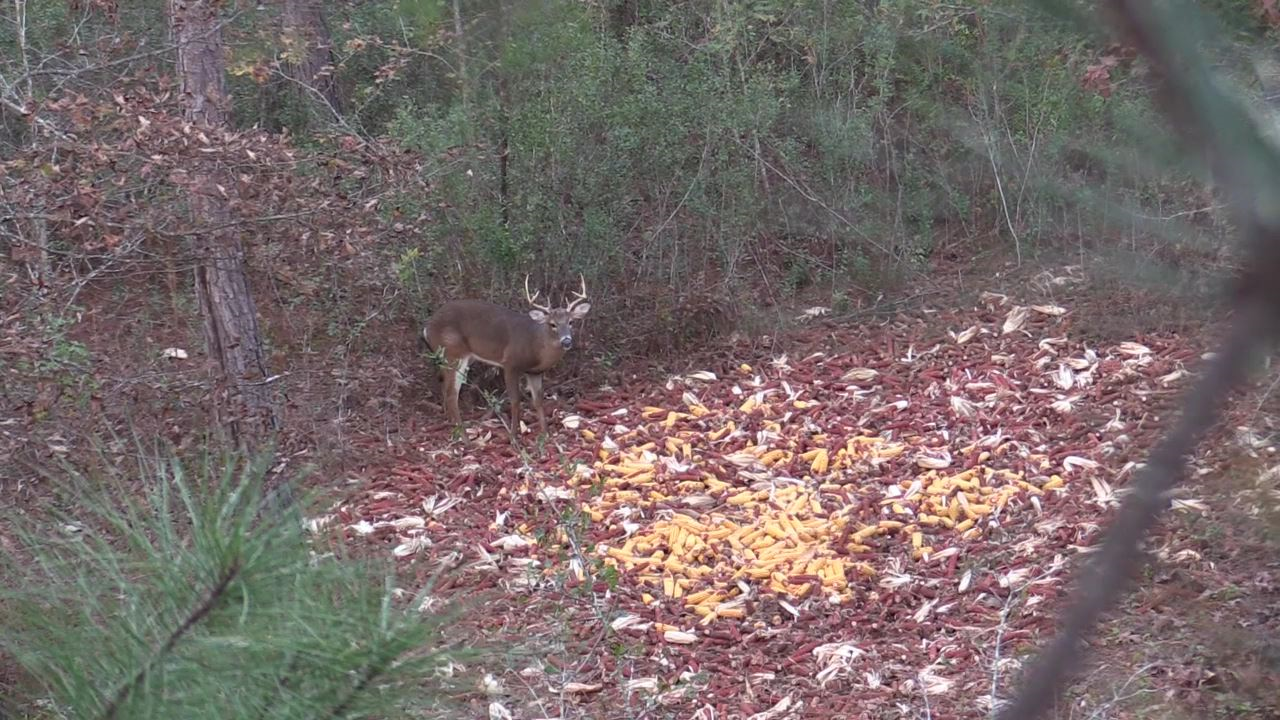 Click to Watch Video