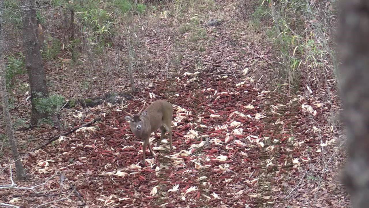 Click to Watch Video