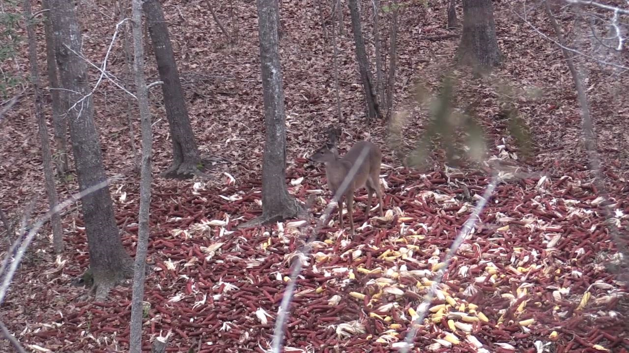 Click to Watch Video