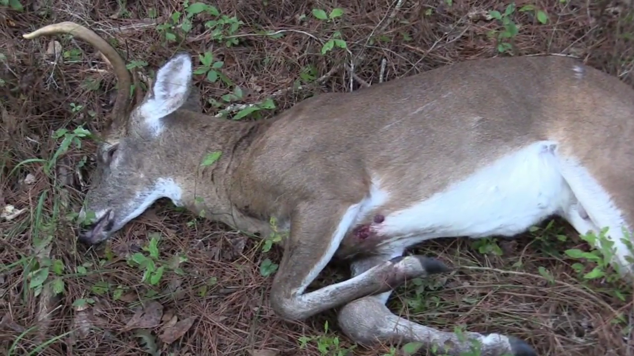 Click to Watch Video