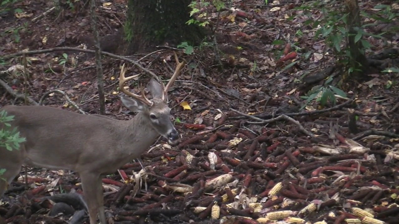 Click to Watch Video