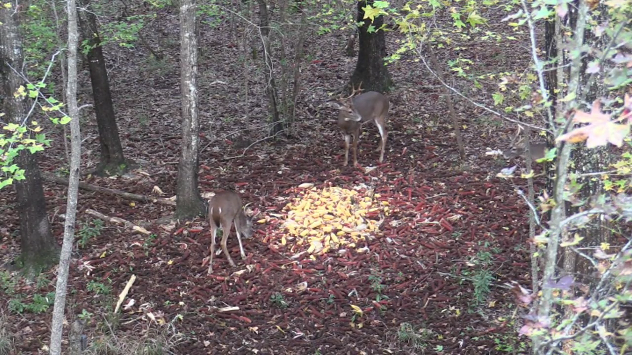 Click to Watch Video