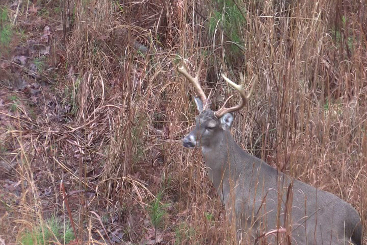 Click to Watch Video