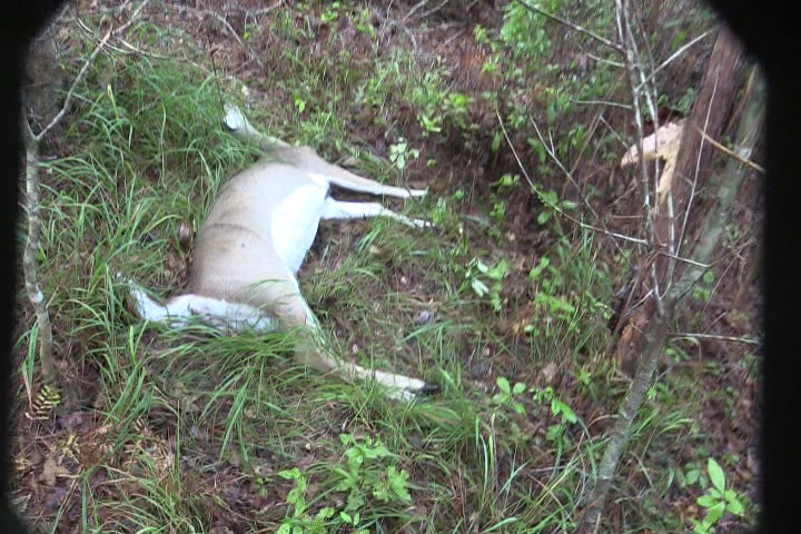 Click to Watch Video