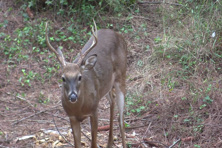 Click to Watch Video