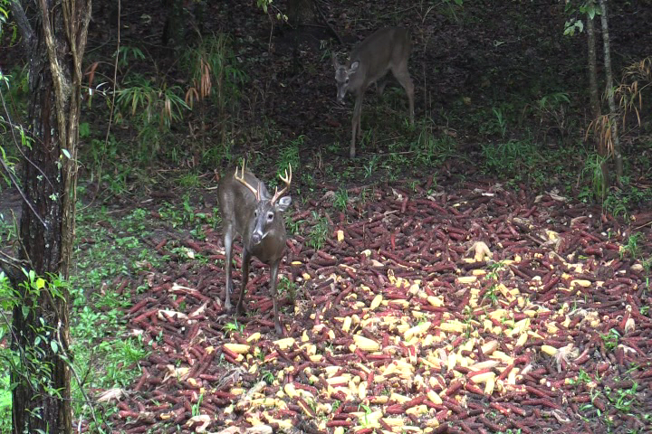 Click to Watch Video