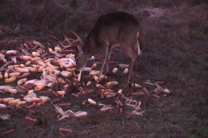 Click to Watch Video