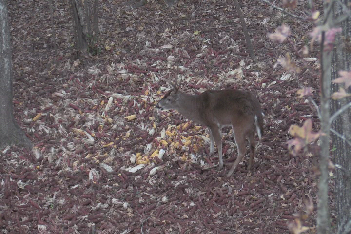 Click to Watch Video