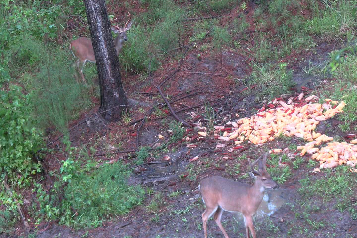 Click to Watch Video