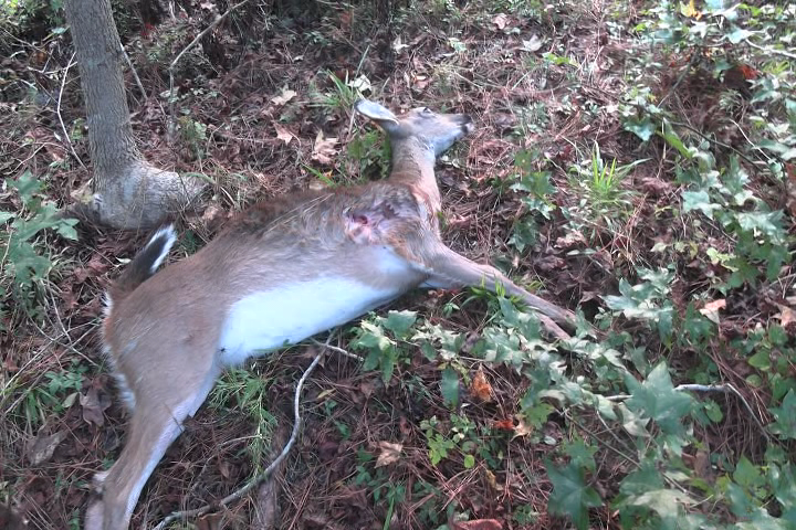 Click to Watch Video