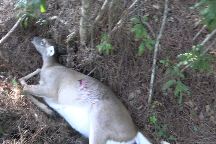 Click to Watch Video