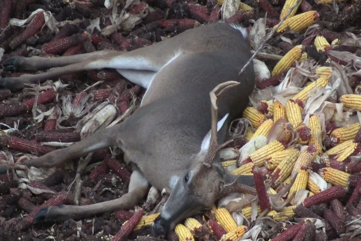 Click to Watch Video