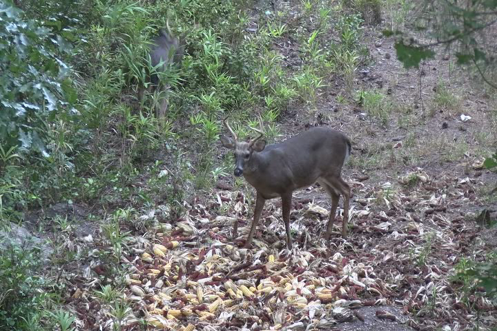 Click to Watch Video