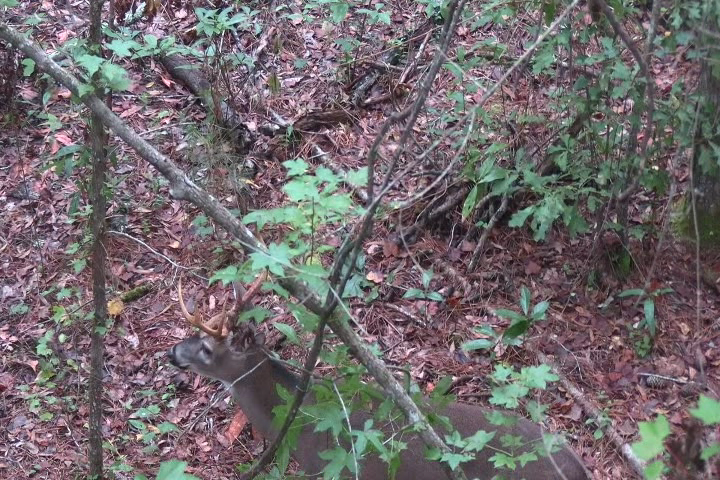 Click to Watch Video