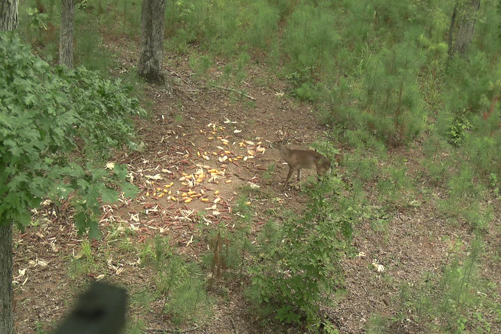 Click to Watch Video