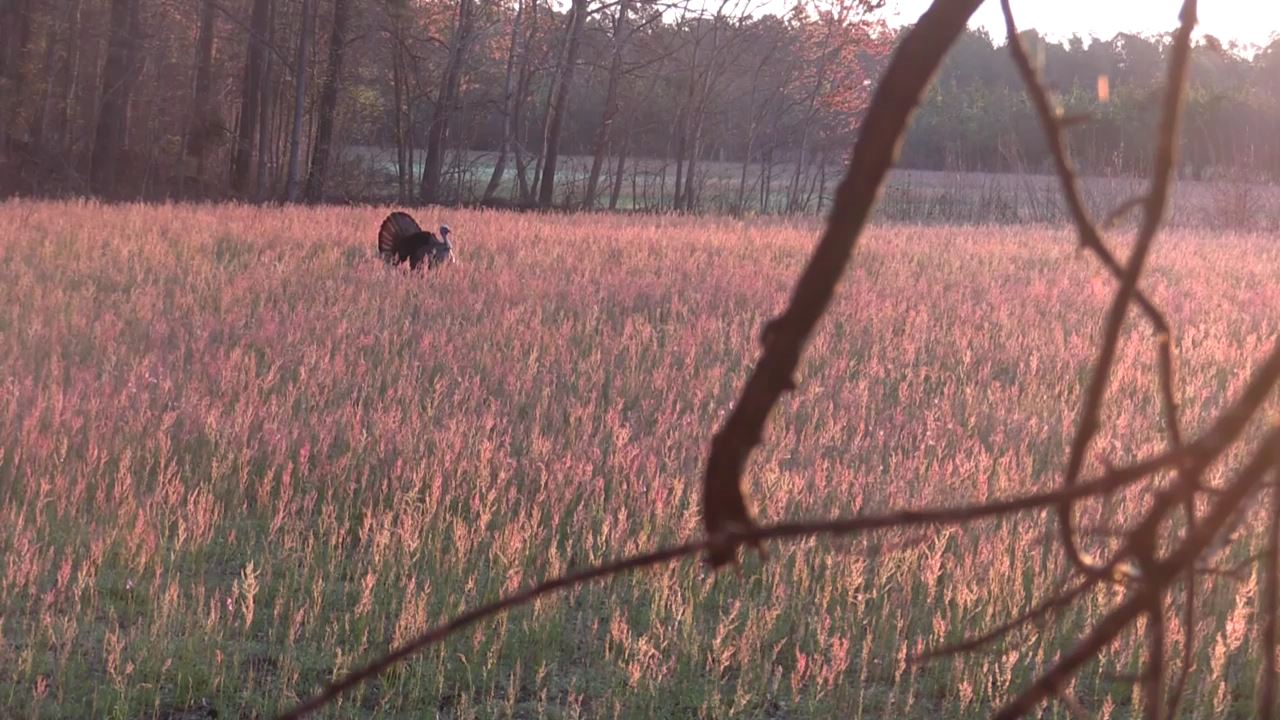 Click to Watch Video