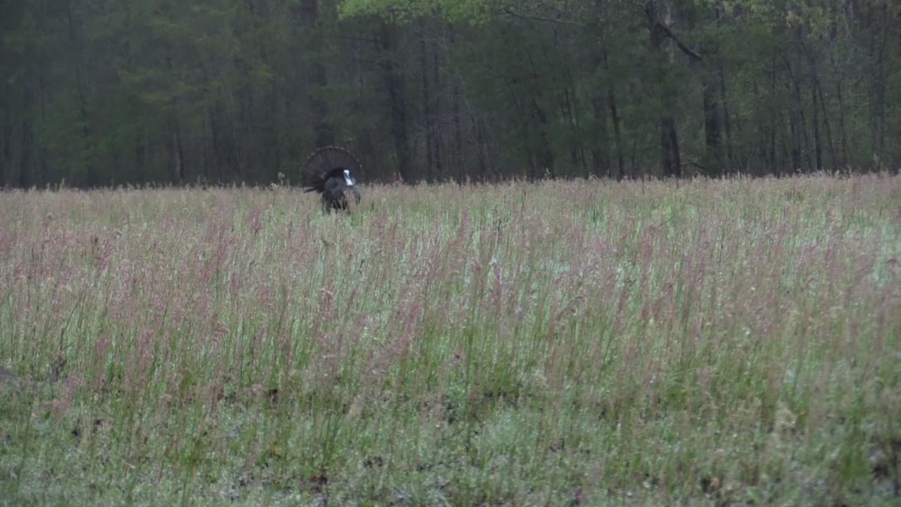 Click to Watch Video