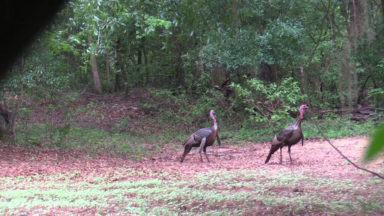 Click to Watch Video