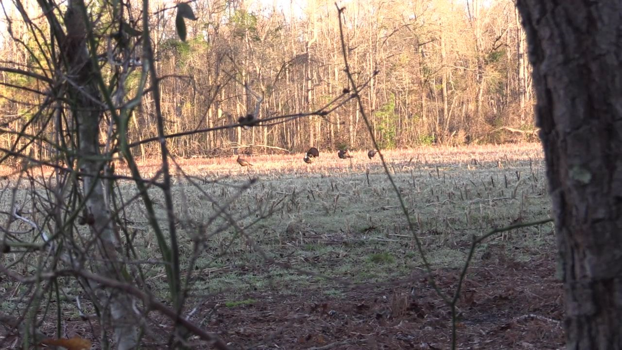 Click to Watch Video