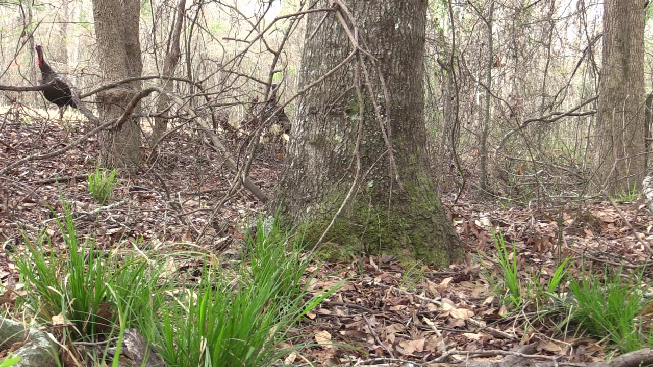 Click to Watch Video