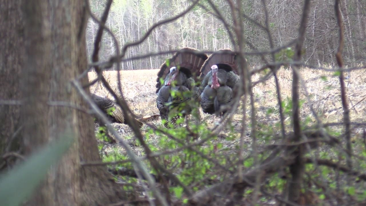 Click to Watch Video