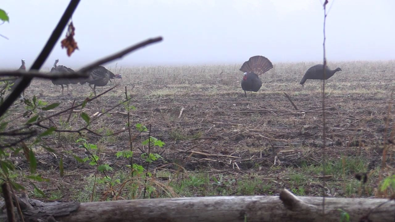 Click to Watch Video