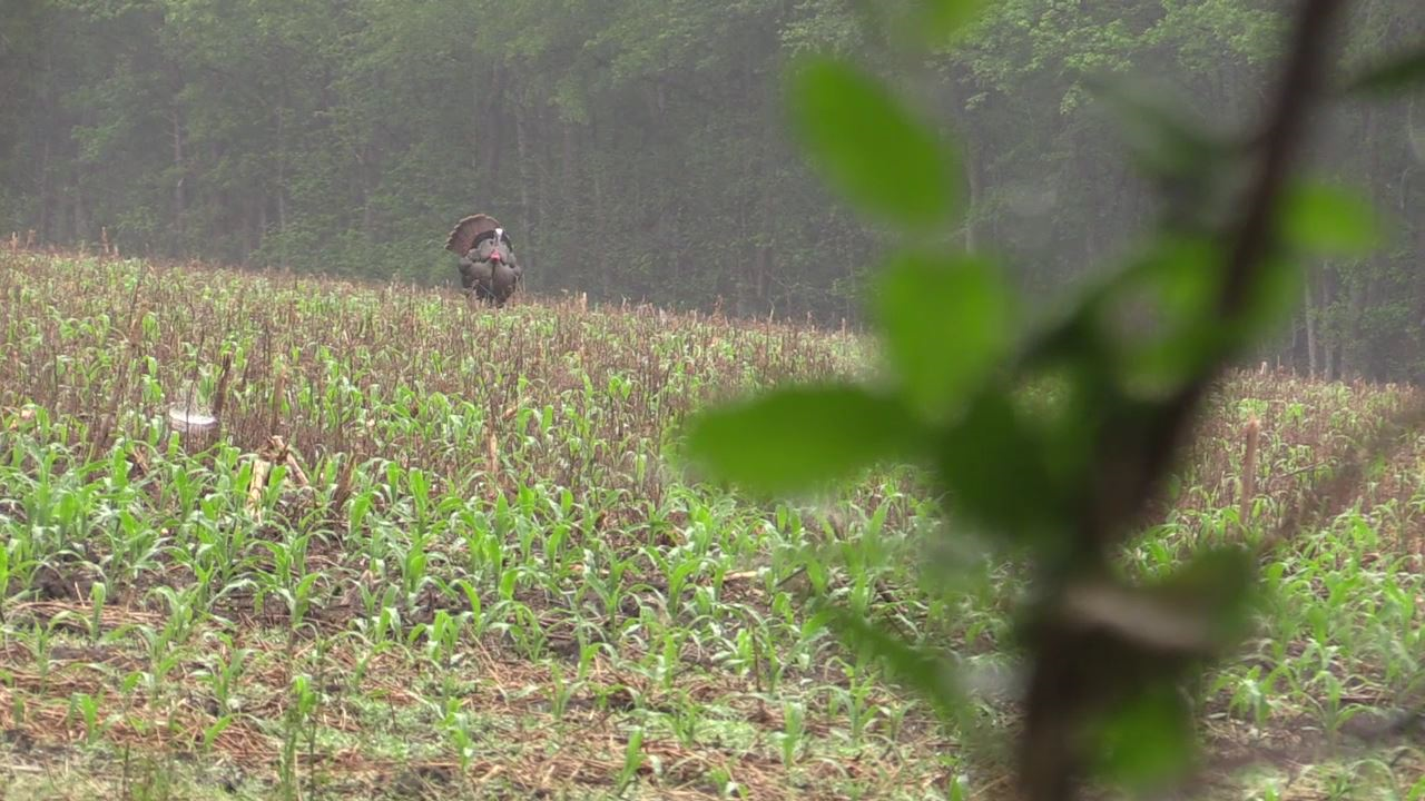 Click to Watch Video